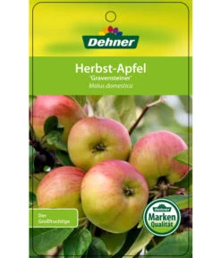 Herbstapfel 'Gravensteiner' -Angebote Pflanz Lust Store 7657398 HerbstapfelGravensteiner Etikett 1