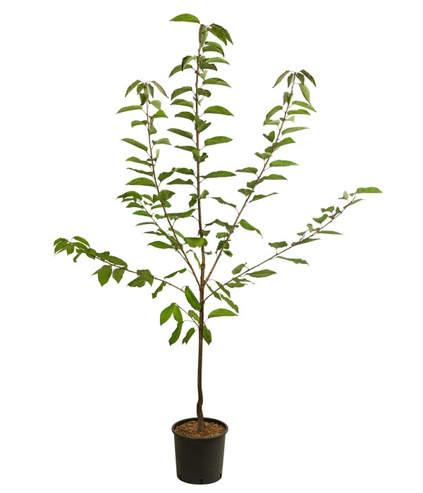 Süßkirsche 'Große Prinzessin' 2 Süßkirsche 'Große Prinzessin' – Bild 2