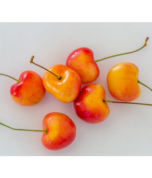 Süßkirsche 'Große Prinzessin' 1 Süßkirsche 'Große Prinzessin'