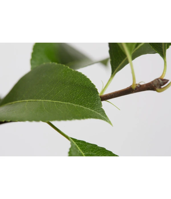 Sommerbirne 'Gute Luise' 4 Sommerbirne 'Gute Luise' – Bild 4