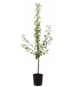 Sommerbirne 'Gute Luise' 9 Sommerbirne 'Gute Luise' -Angebote Pflanz Lust Store 7658578 PR FS 001 BirneGuteLuisePyrusBusch95LiterDehnerExpressZS