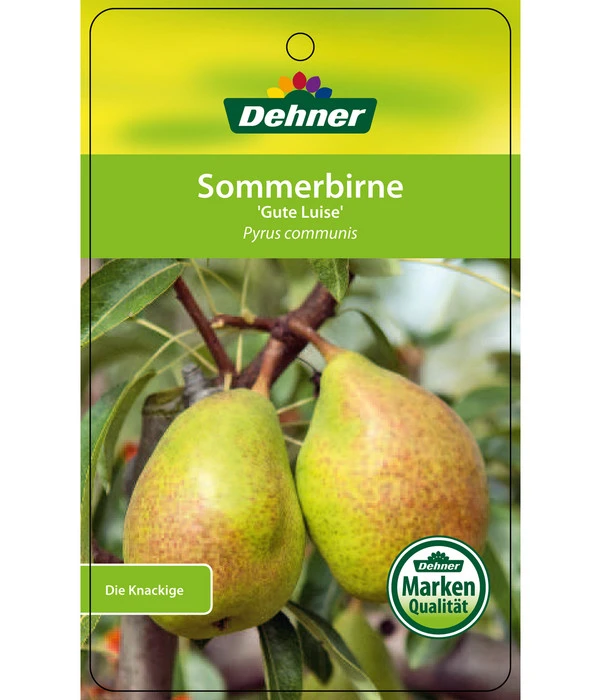 Sommerbirne 'Gute Luise' 6 Sommerbirne 'Gute Luise' – Bild 6
