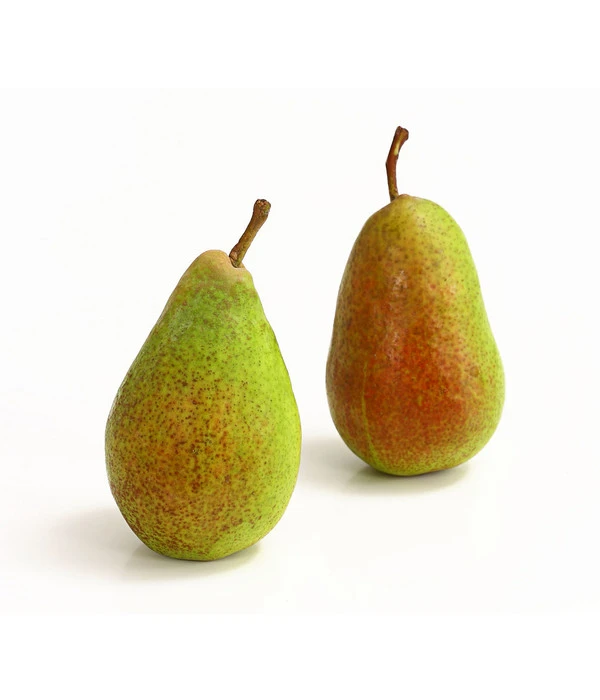 Sommerbirne 'Gute Luise' 2 Sommerbirne 'Gute Luise' – Bild 2