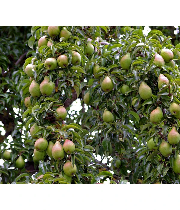 Sommerbirne 'Gute Luise' 1 Sommerbirne 'Gute Luise'