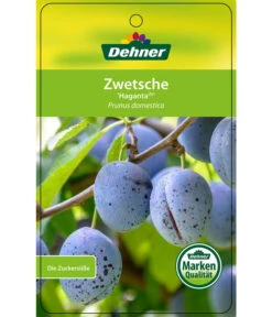Zwetschge 'Haganta' -Angebote Pflanz Lust Store 7662257 ZwetscheHaganta Etikett 1