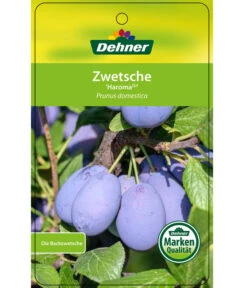 Zwetschge 'Haroma' -Angebote Pflanz Lust Store 7662703 ZwetscheHaroma Etikett 1