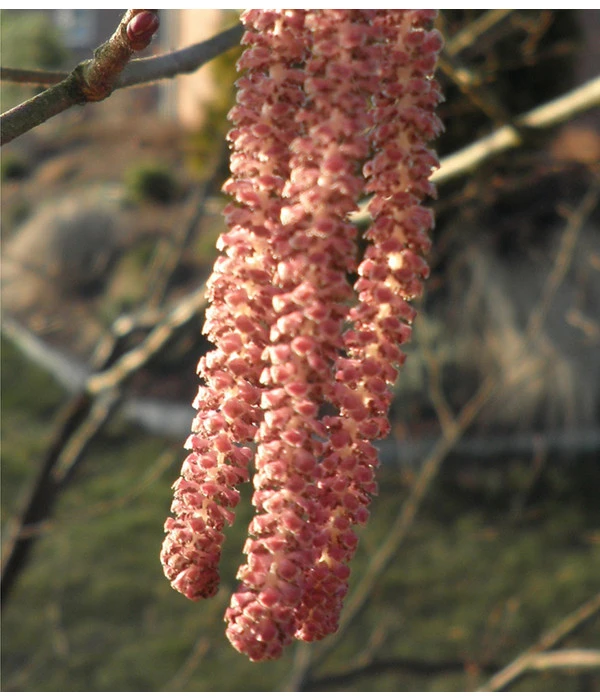 Dehner Haselnuss 'Rote Zellernuss' 4 Dehner Haselnuss 'Rote Zellernuss' – Bild 4