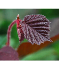 Dehner Haselnuss 'Rote Zellernuss' 11 Dehner Haselnuss 'Rote Zellernuss' -Angebote Pflanz Lust Store 7663073 PR DE 002 CoryllusHaselnussPixabay