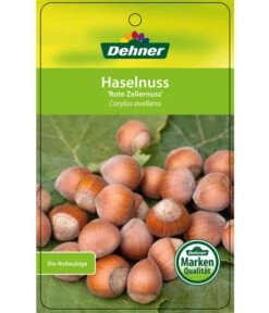 Dehner Haselnuss 'Rote Zellernuss' 12 Dehner Haselnuss 'Rote Zellernuss' -Angebote Pflanz Lust Store 7663073 HaselnussRoteZellernuss Etikett 1