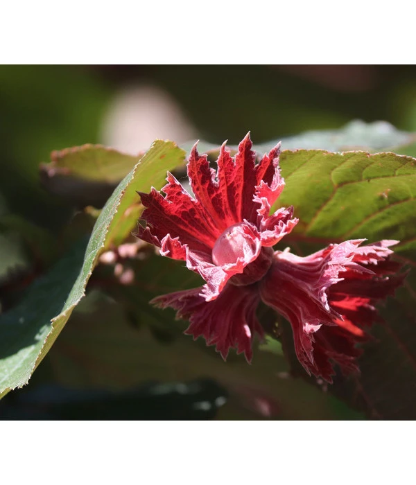 Dehner Haselnuss 'Rote Zellernuss' 1 Dehner Haselnuss 'Rote Zellernuss'