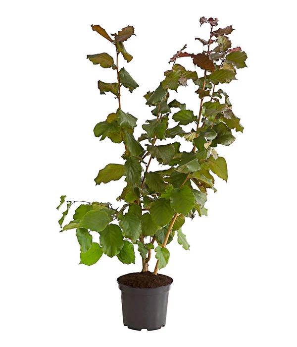 Dehner Haselnuss 'Rote Zellernuss' 2 Dehner Haselnuss 'Rote Zellernuss' – Bild 2