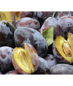 Hauszwetschge -Angebote Pflanz Lust Store 7663586 PR DE 001 PrunusPflaumeHauszwetschgePixabay