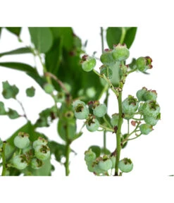 Dehner Heidelbeere 'Bluecrop' -Angebote Pflanz Lust Store 7665409 WE DE 005 VacciniumHeidelbeereBluecrop3L