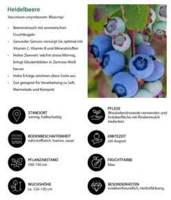 Dehner Heidelbeere 'Bluecrop' -Angebote Pflanz Lust Store 7665409 WE IG 001 HeidelbeereVacciniumcorymbosumBlueCrop