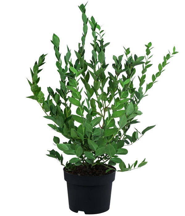 Heidelbeere 'Hardyblue' 2 Heidelbeere 'Hardyblue' – Bild 2