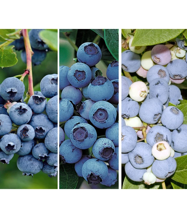 Heidelbeer-Drilling 1 Heidelbeer-Drilling