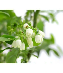 Heidelbeer-Drilling 7 Heidelbeer-Drilling -Angebote Pflanz Lust Store 7665631 WE DE 001 VacciniumHeidelbeerDrilling10L