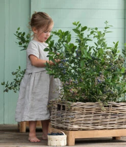 Heidelbeer-Drilling 6 Heidelbeer-Drilling -Angebote Pflanz Lust Store 7665631 WE MO 001 HeidelbeerDrilling