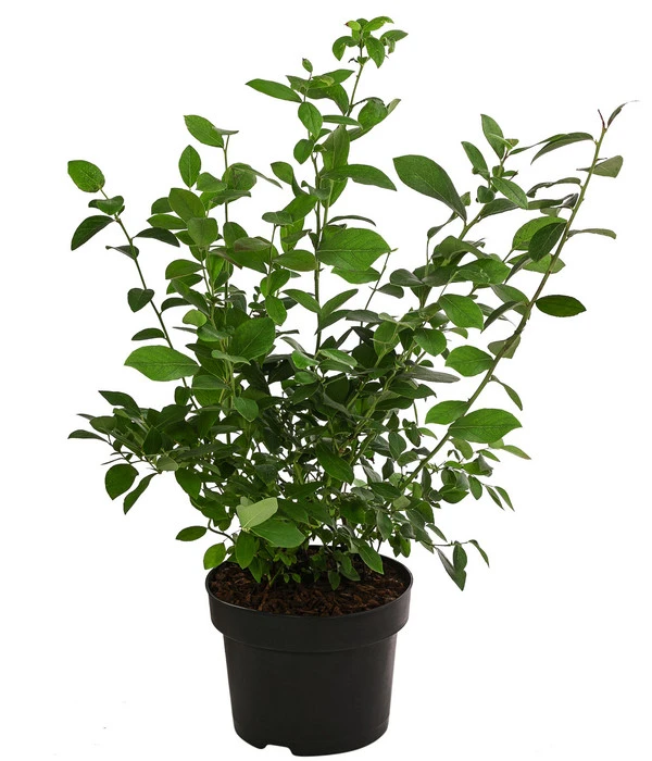 Heidelbeer-Drilling 2 Heidelbeer-Drilling – Bild 2