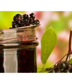 Holunder 'Black Lace' -Angebote Pflanz Lust Store 7670896 WE MO 003 Holunder