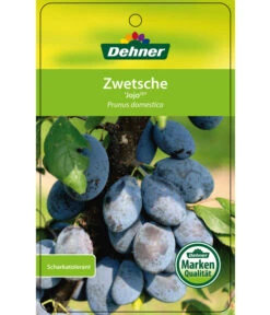 Zwetschge 'Jojo' -Angebote Pflanz Lust Store 7692635 ZwetscheJojo Etikett 1