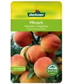 Dehner Pfirsich 'Kernechter Vom Vorgebirge' -Angebote Pflanz Lust Store 7695505 PfirsichKernechterVomVorgebirge Etikett 1