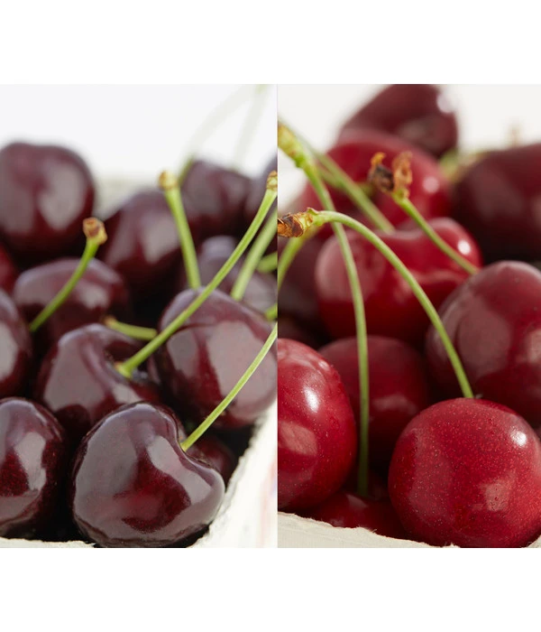 Süßkirschen-Duo 'Kordia/Burlat' 1 Süßkirschen-Duo 'Kordia/Burlat'