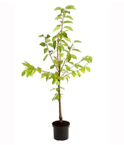 Süßkirschen-Duo 'Kordia/Burlat' 7 Süßkirschen-Duo 'Kordia/Burlat' -Angebote Pflanz Lust Store 7703234 PR FS 001 KirschenDuoKordiaBurlat95LiterDehnerExpressHerzig