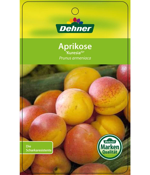 Aprikose 'Kuresia' 3 Aprikose 'Kuresia' – Bild 3