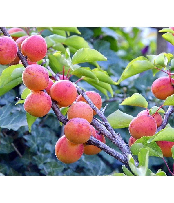 Aprikose 'Kuresia' 1 Aprikose 'Kuresia'