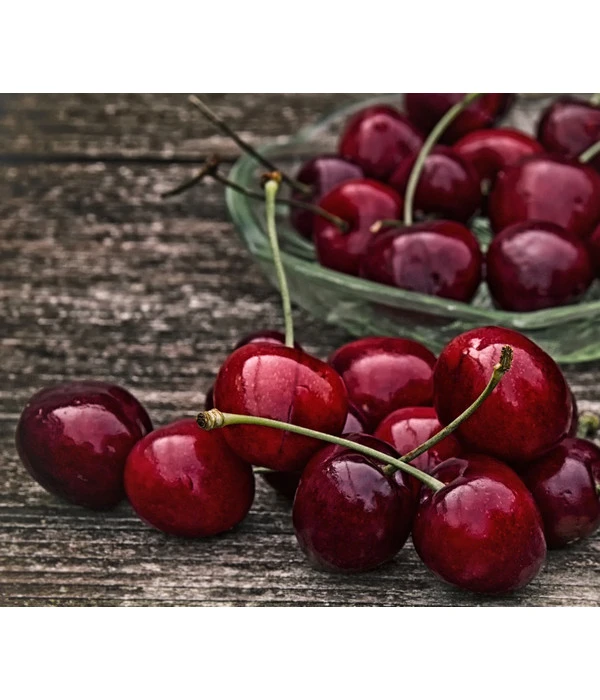 Süßkirsche 'Merchant' 1 Süßkirsche 'Merchant'