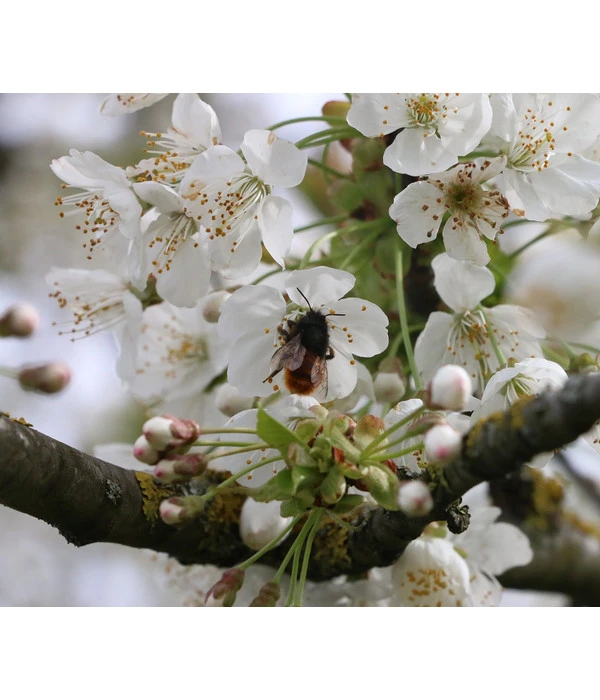 Süßkirsche 'Merchant' 3 Süßkirsche 'Merchant' – Bild 3
