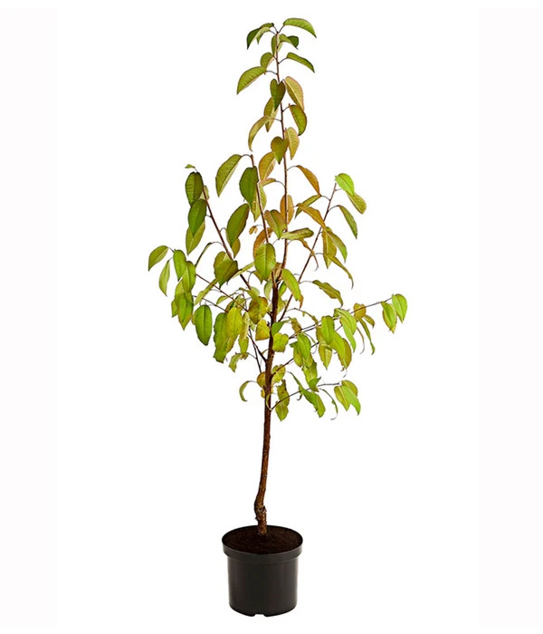 Süßkirsche 'Merchant' 2 Süßkirsche 'Merchant' – Bild 2