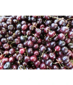 Süßkirsche 'Merchant' 7 Süßkirsche 'Merchant' -Angebote Pflanz Lust Store 7710205 WE MO 002 KirscheMerchantPixabay