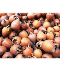 Mispel -Angebote Pflanz Lust Store 7711088 WE MO 001 MispelMespilusPixabay