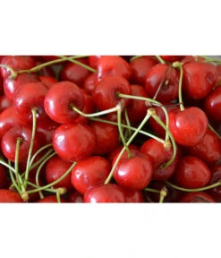 Sauerkirsche 'Morellenfeuer' 7 Sauerkirsche 'Morellenfeuer' -Angebote Pflanz Lust Store 7714728 WE MO 001 SauerkirscheMorellenfeuerPixabay