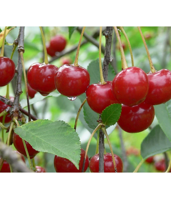 Sauerkirsche 'Morellenfeuer' 1 Sauerkirsche 'Morellenfeuer'