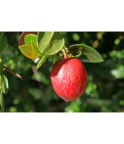 Natalpflaume -Angebote Pflanz Lust Store 7719107 PR MO 011 NatalpflaumeCarissaGrandiflora123rf