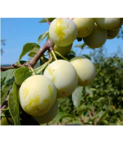 Zwetschgen-Duo 'Nancy/Schönberger' -Angebote Pflanz Lust Store 7719230 BildFS 001 ZwetscheNancyMirabelleNancyMirabelleBu