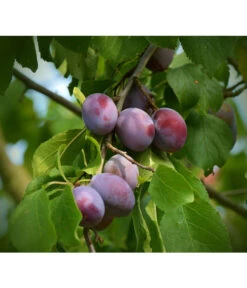 Zwetschgen-Duo 'Nancy/Schönberger' -Angebote Pflanz Lust Store 7719321 WE DE 001 ZwetschgenDuoNanySchoenebergerPixabay