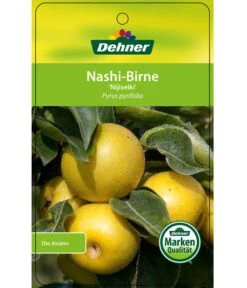 Nashi-Birne 'Nijiseiki' -Angebote Pflanz Lust Store 7719826 Nashi BirneNijiseiki Etikett 1