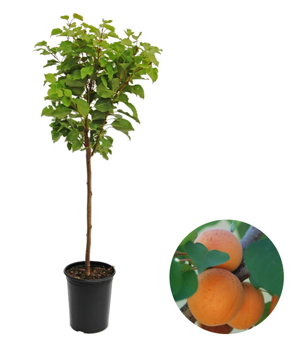 Zwergaprikose 'Kaluna' 1 Zwergaprikose 'Kaluna'