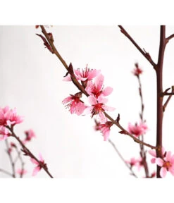 Pfirsich 'Rubira', Rotblättrig -Angebote Pflanz Lust Store 7728819 WE DE 001 PfirsichRotblaettrigDehnerExpressHerzig