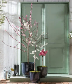 Pfirsich 'Rubira', Rotblättrig -Angebote Pflanz Lust Store 7728819 WE MO 001 PfirsichPrunusPersica Content Fruehlingsstory 2023