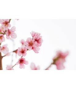 Gelbfleischiger Pfirsich -Angebote Pflanz Lust Store 7728843 PR DE 001 Pfirsich7LDehnerExpressZS