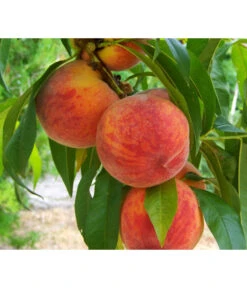 Gelbfleischiger Pfirsich -Angebote Pflanz Lust Store 7728843 PR DE 001 PrunusPfirsichGelbfleischigPixabay