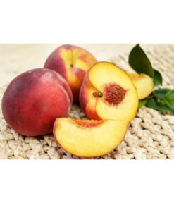 Gelbfleischiger Pfirsich -Angebote Pflanz Lust Store 7728843 PR FS 001 GelbfleischigerPfirsichPixabay