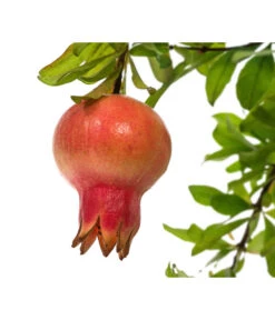 Granatapfel -Angebote Pflanz Lust Store 7733470 PR DE 001 PunicaGranatapfelDehnerExpressHerzig