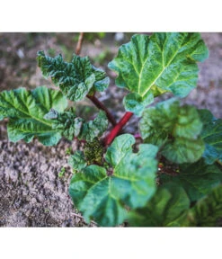 Dehner Gourmet Garten Himbeer-Rhabarber 7 Dehner Gourmet Garten Himbeer-Rhabarber -Angebote Pflanz Lust Store 7736028 PR 001 RheumRhabarberPixabay