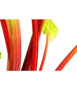 Dehner Gourmet Garten Himbeer-Rhabarber 6 Dehner Gourmet Garten Himbeer-Rhabarber -Angebote Pflanz Lust Store 7736028 PR DE 002 RhabarberHimbeere2LiterDehnerExpressHerzig